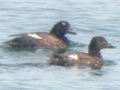 White-winged Scoter